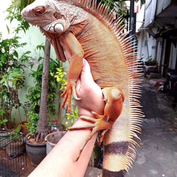 iguana-iguana merah-iguana jumbo-iguana dewasa