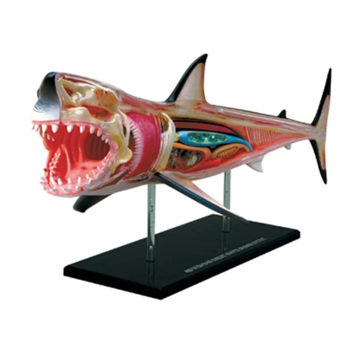 4d Shark Animal Anatomy Model Skeleton Medical Teaching Aid