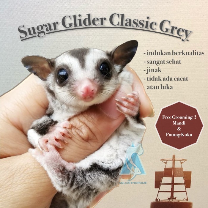 TERBARU Sugar Glider Classic Grey Joey Joy Jinak Indukan Berkualitas