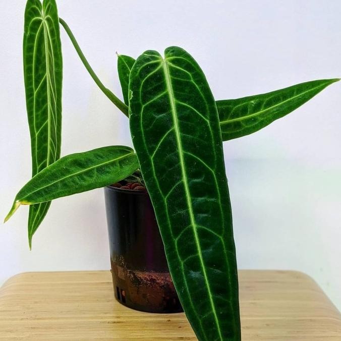 Tanaman Hias Anthurium warocqueanum / Lidah Gajah / Warocqueanum