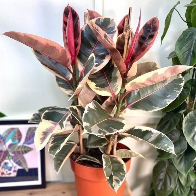 tanaman hias karet kebo variegata ruby - ficus elastica ruby