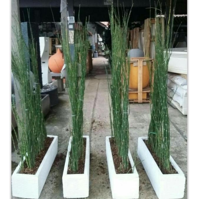 paket tanaman bambu air +pot