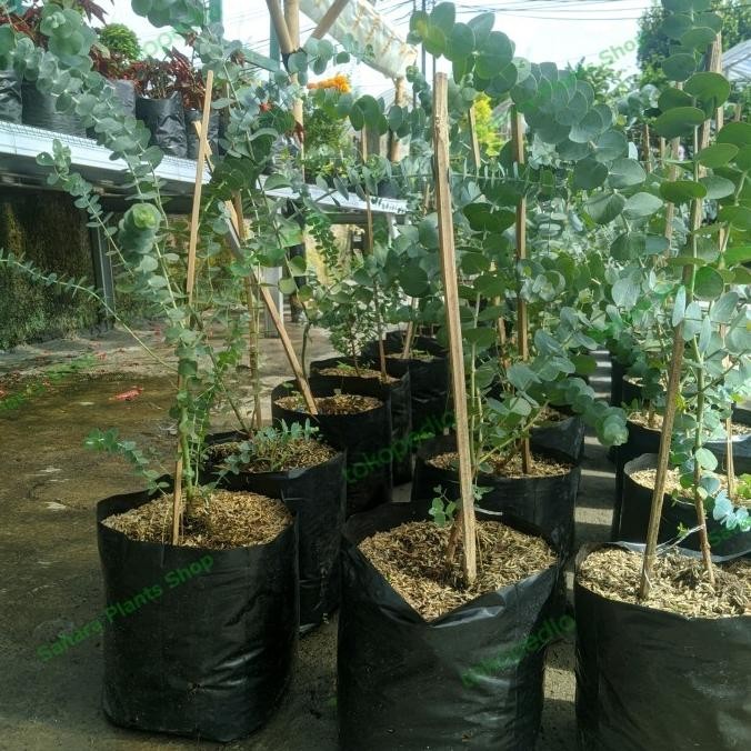 Tanaman Hias Daun Silver Dollar Eucalyptus Cinerea