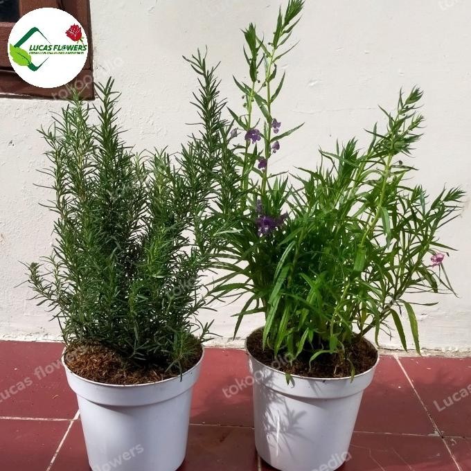 paket 2 tanaman hias lavender - Rosemary besar rimbun