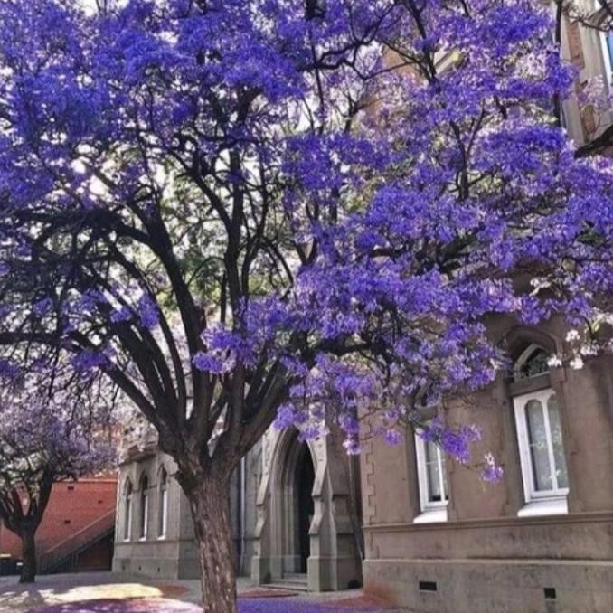 Tanaman hias tabebuya 2 meter