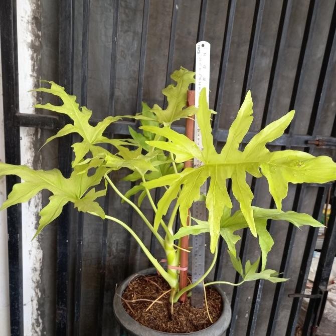 Tanaman hias Philodendron Golden Finger warscewiczii aurea murah