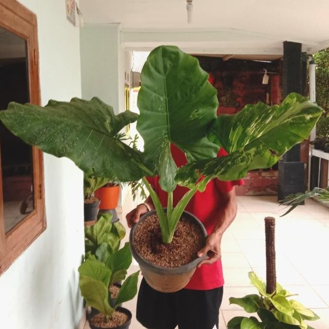 ALOCASIA SENTE VARIGATA - tanaman hias colocasia varigata big size