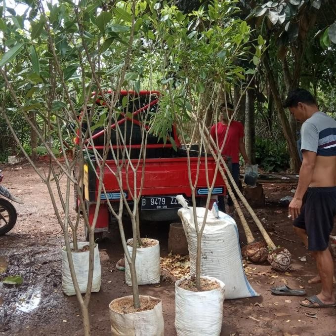 pohon bunga tabebuya sakura pink 2 meter /tanaman hias tabibuya