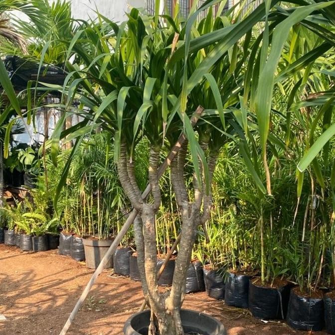 tanaman hias pandan bali / pandan bali cabang 3 up