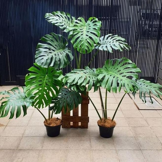  TANAMAN HIAS MONSTERA KING GIANT BESAR + POT TAWON -