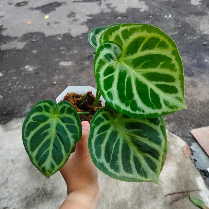 Tanaman Hias kuping gajah mangkok