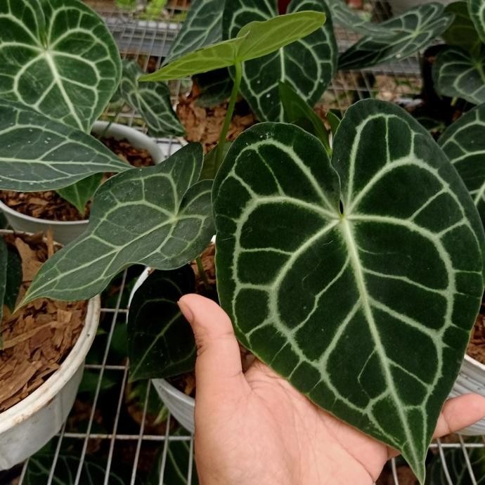 Tanaman hias kuping gajah tarantula dewasa