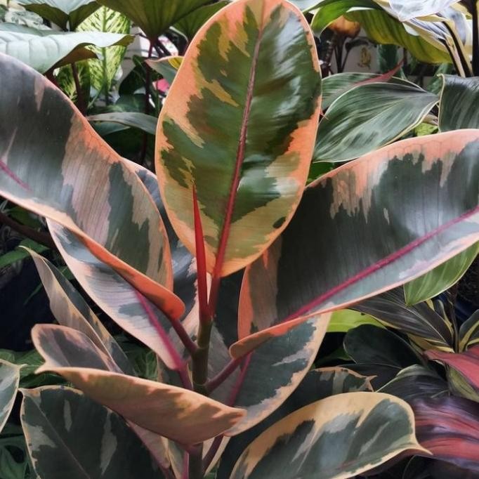 Tanaman hias karet kebo ficus elastica ruby - karet kebo ruby