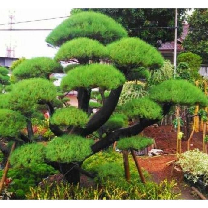 Tanaman Hias Bonsai Cemara Udang - pohon bonsai - Cemara udang 1 meter