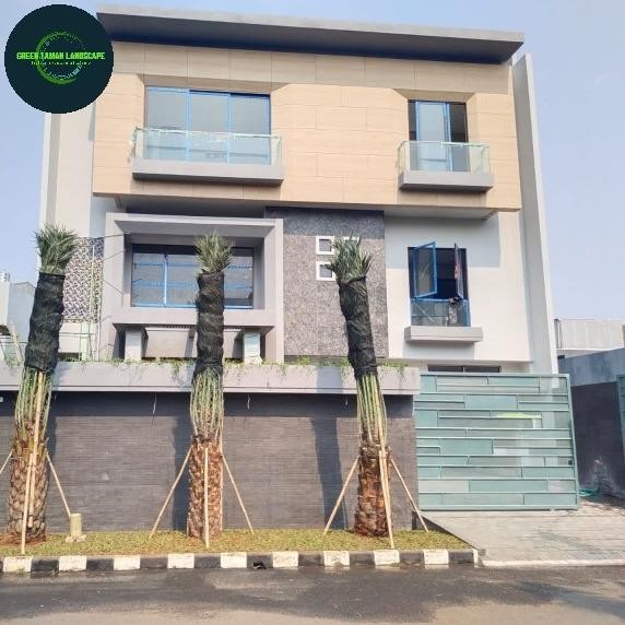 Tanaman hias kurma tinggi 4 meter pohon kurma