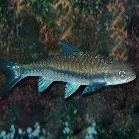 Blue Mahseer WC Thailand size 20cm.