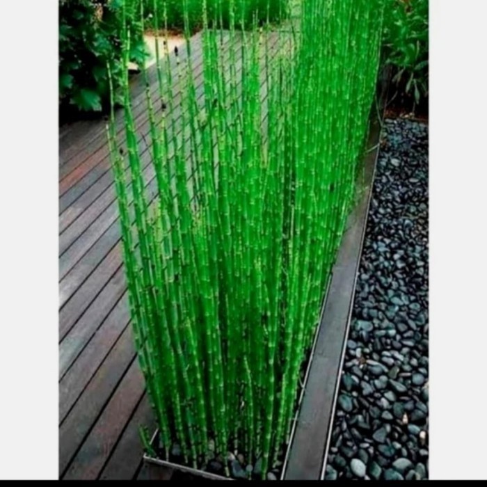 

Selalu Promo Bambu Air Tanaman Hias