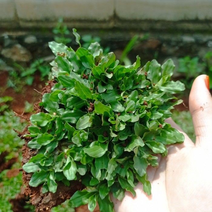 Bibit Rumput Gajah mini Hidup 1meter/Rumput taman Gajah mini