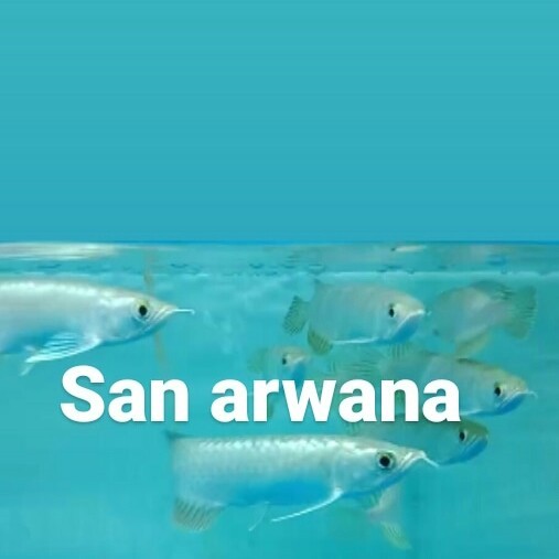 green arwana pino green pino arwana arowana