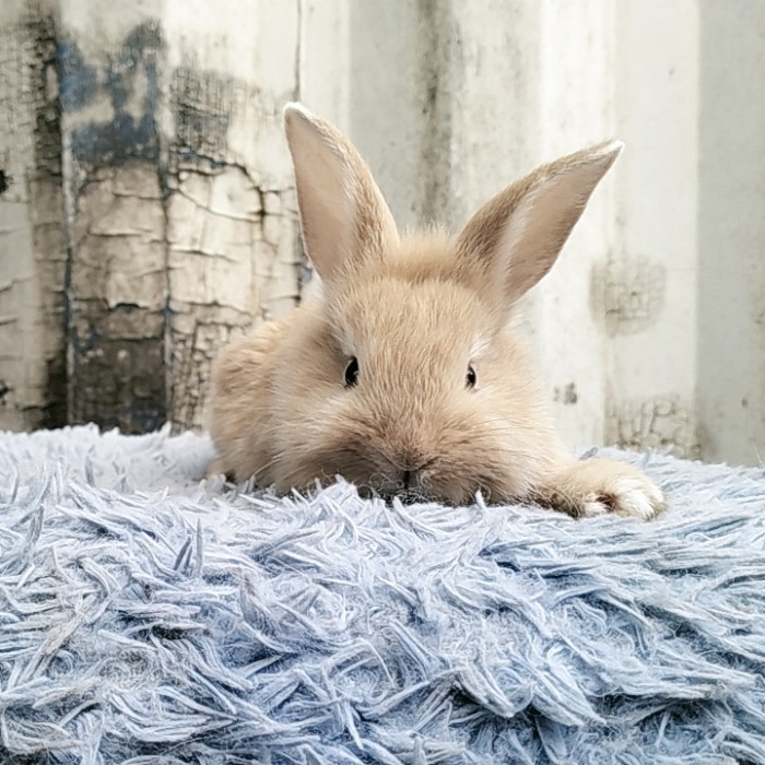 MURAH KELINCI TOPENG / ANGGORA LOKAL