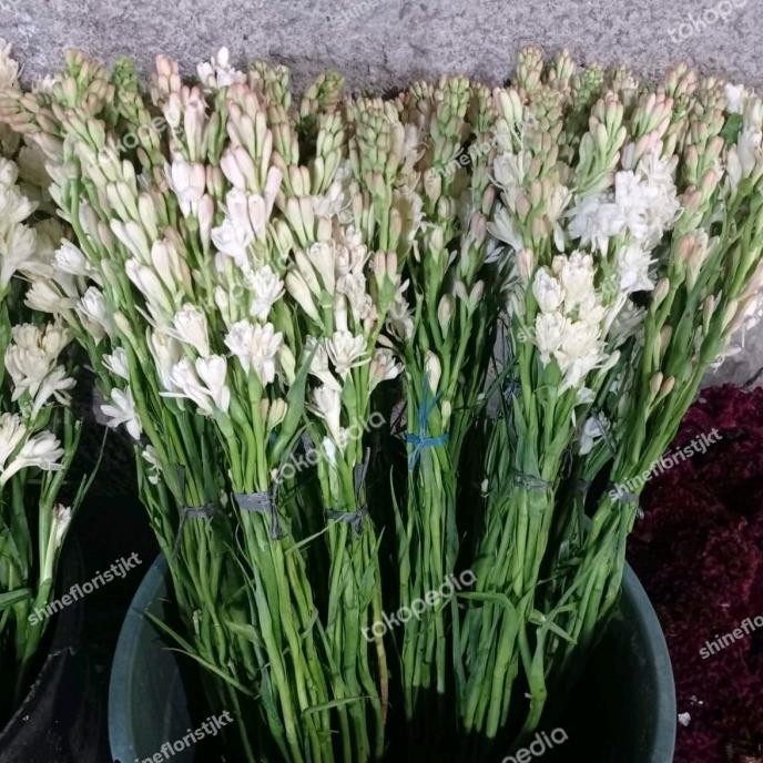 BUNGA SEDAP MALAM PREMIUM SEGAR WANGI NYEKAR MAKAM DEKORASI LEBARAN GT