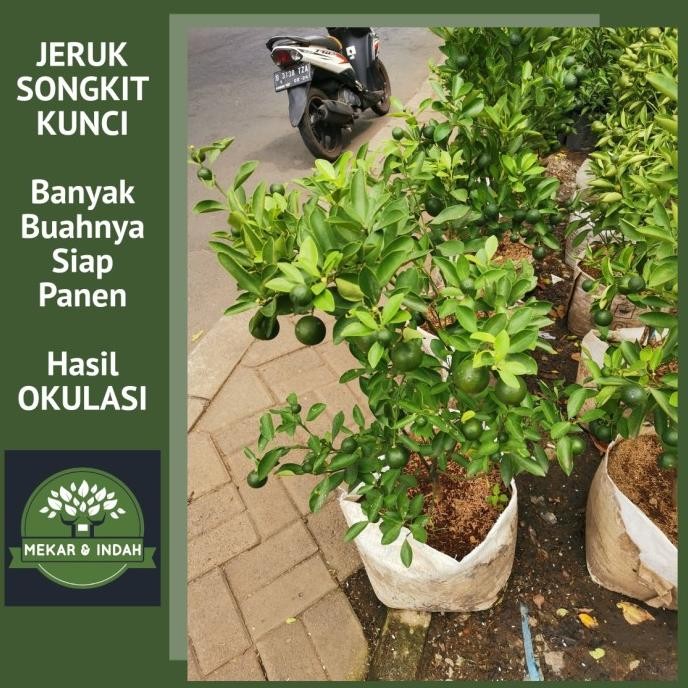 

SALE! BIBIT POHON JERUK SONGKIT KUNCI/ JERUK KIP PERAS /TANAMAN JERUK KUNCI