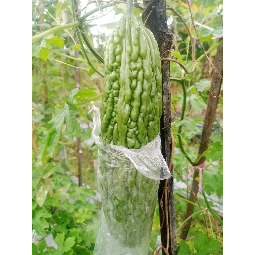 

SAYURAN PARE 500 GRAM