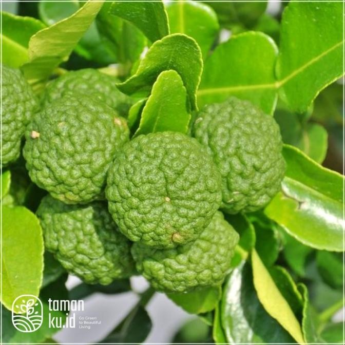 

Bibit jeruk purut Tanaman Buah jeruk purut Dn jeruk purut MMU