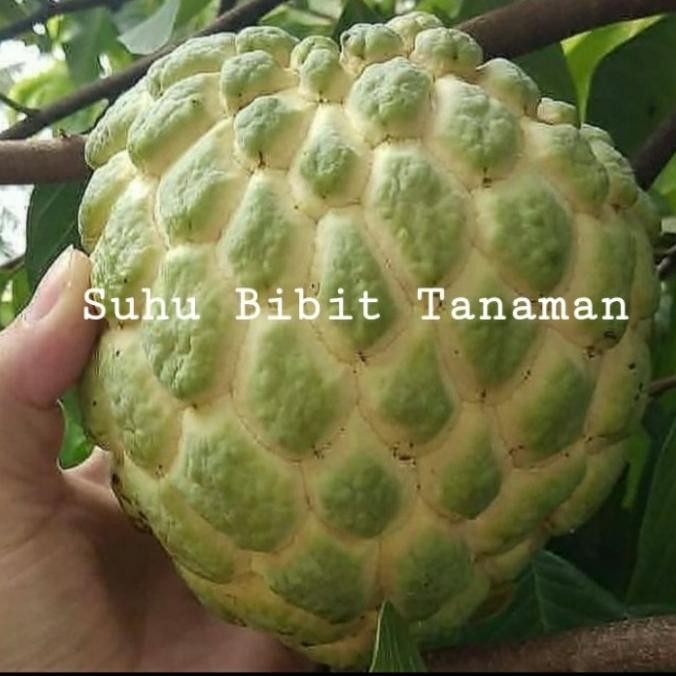 Bibit Tanaman Buah Srikaya Jumbo Cepat Berbuah/ Bibit Srikaya Jumbo MMU