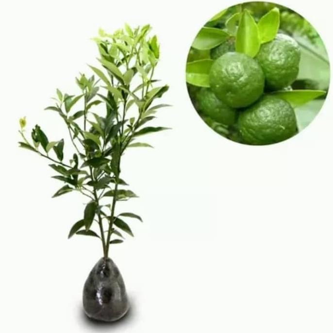 

Bibit pohon jeruk limo - Tanaman buah jeruk lim sambal MMU