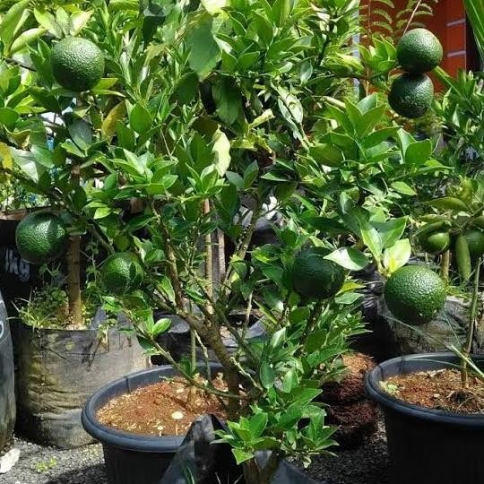 

Tanaman Buah Jeruk Santang Madu MMU