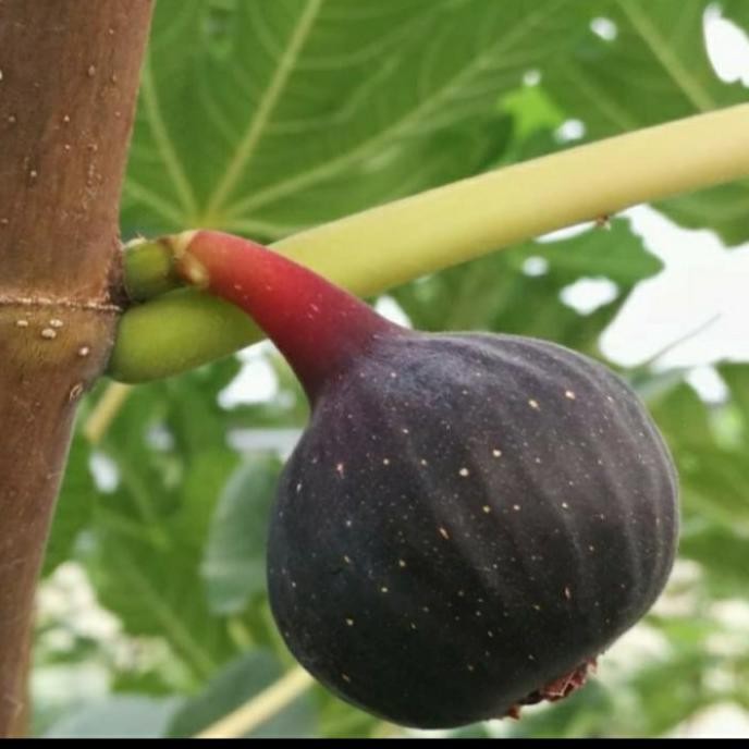 FRES BIBIT TANAMAN BUAH TIN BLACK MISSION LANGKA VALID