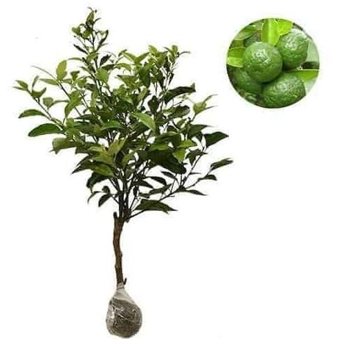 

Bibit Tanaman buah Jeruk Lim/jeruk sambal MMU