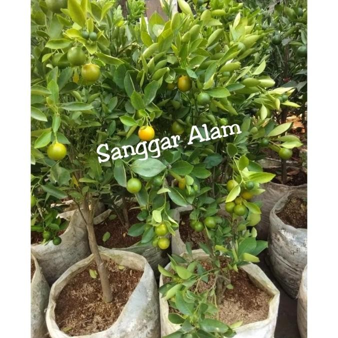 

TANAMAN BUAH JERUK SONGKITKASTURI/BIBIT TANAMAN JERUK MMU