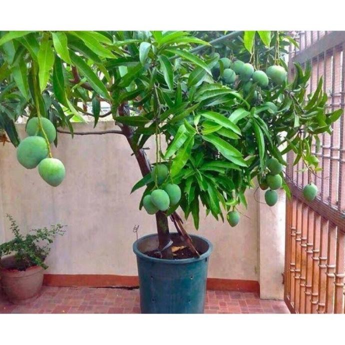 FRES BIBIT TANAMAN POT BUAH MANGGA ALPUKAT VALID