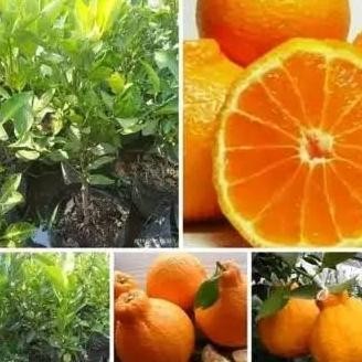 

bibit jeruk dekopon okulasi tanaman buah jeruk pohon jeruk non bibiji MMU