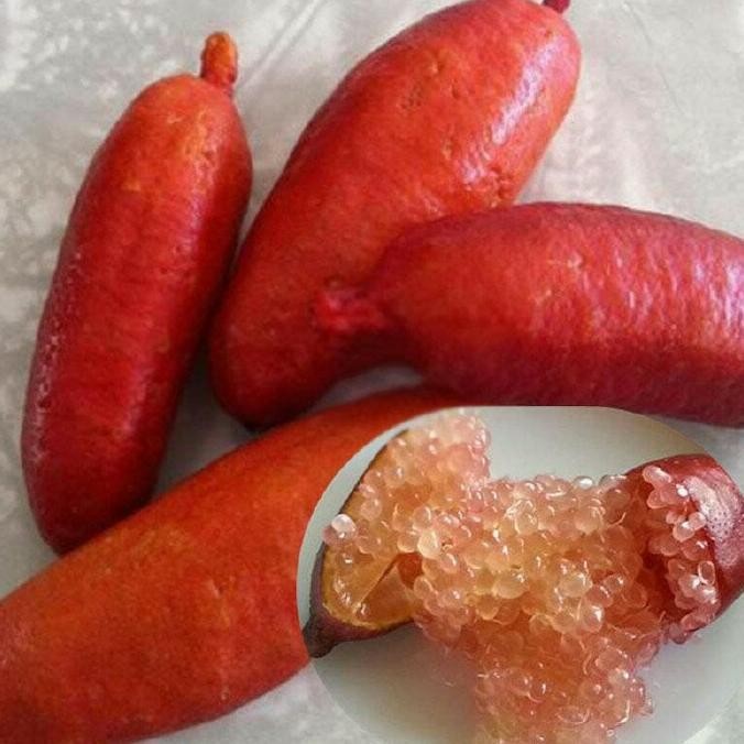 

Bibit Tanaman Buah Jeruk Red Finger Lime MMU