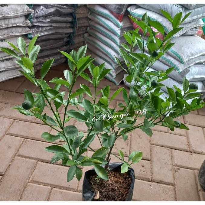 

Bibit tanaman buah JERUK KIP/SONKIT sudah berbuah berbunga MMU