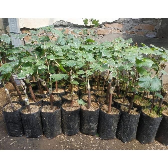 FRES Bibit Tanaman Buah Anggur Import Jenis Jupiter Super Unggulan dan Siap VALID