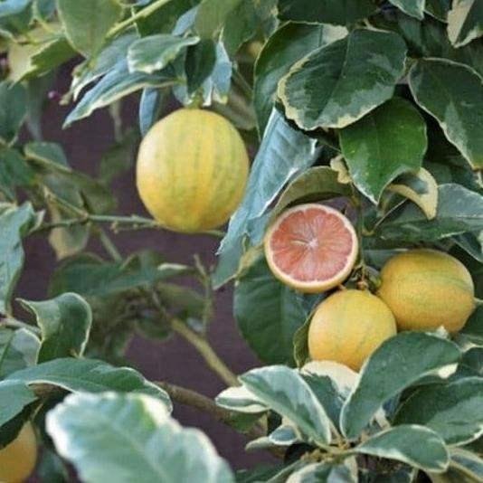 

Bibit Tanaman Buah Jeruk Lemon Pink Varata MMU