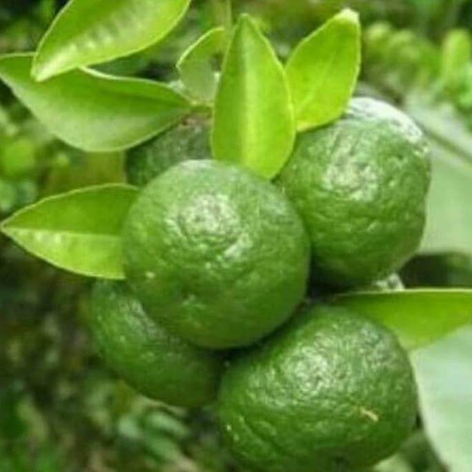 

Bibit Pohon Jeruk Limo / Tanaman Buah Jeruk Lim Sambal Ber MMU