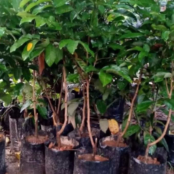 FRES Bibit Buah Rambutan Si Bongkok - Okulasi Unggulan - Rambutan Unggulan VALID