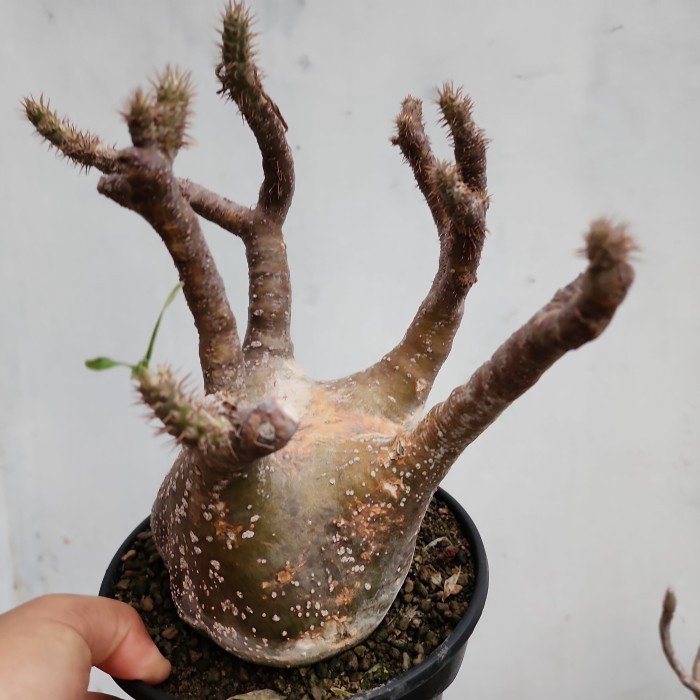 PROMO pachypodium gracilius sale