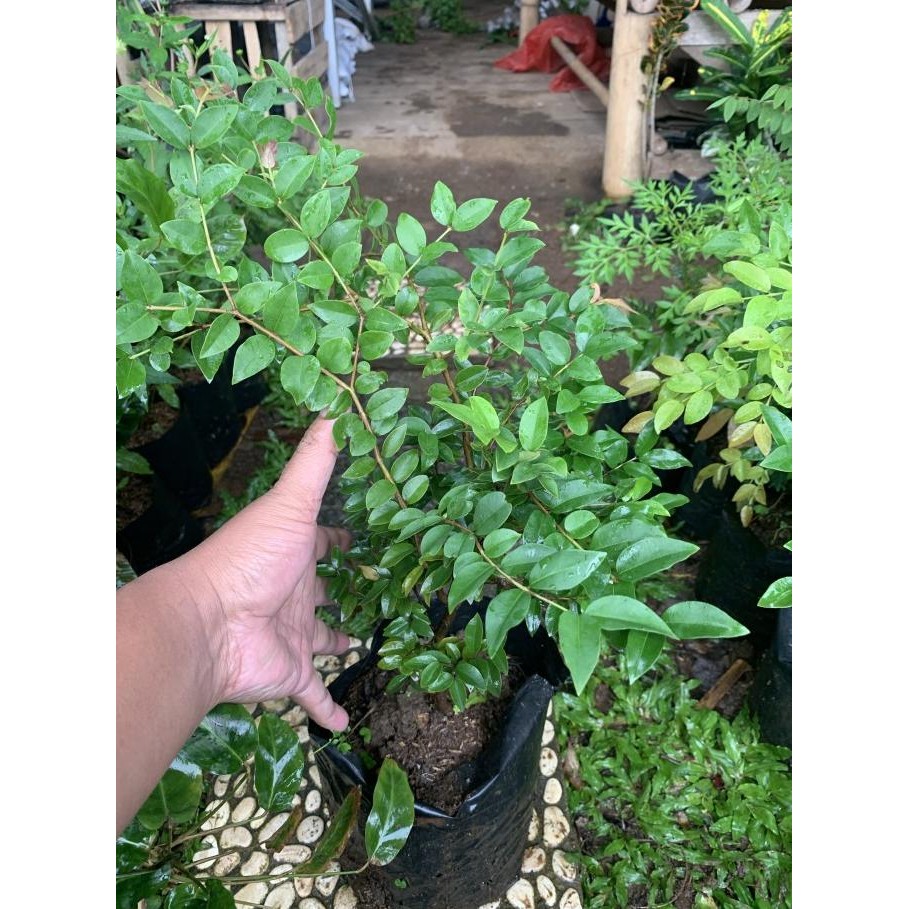 

Bibit Tanaman Anggur Bril - Pohon Buah Anggur Bataang - Jaboticaba MMU
