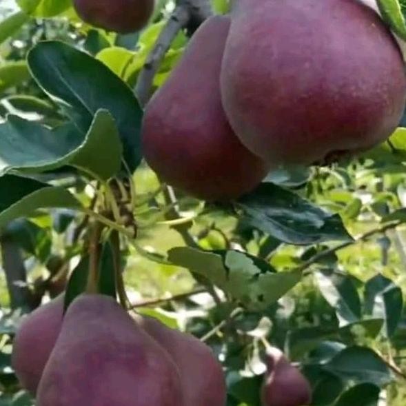 FRES Bibit buah pir merah cangkok VALID