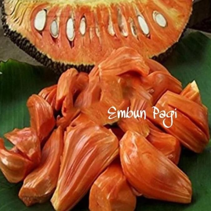 FRES Bibit Buah Nangka Merah Unggul biji Tipis VALID