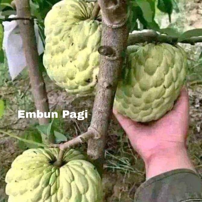 FRES Bibit Buah Srikaya Jumbo Thailand VALID