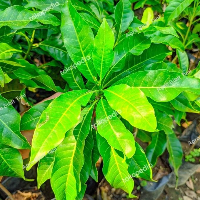 FRES Bibit Tanaman Buah So Abiu Jumbo-Pohon So Abiu Jumbo-So VALID