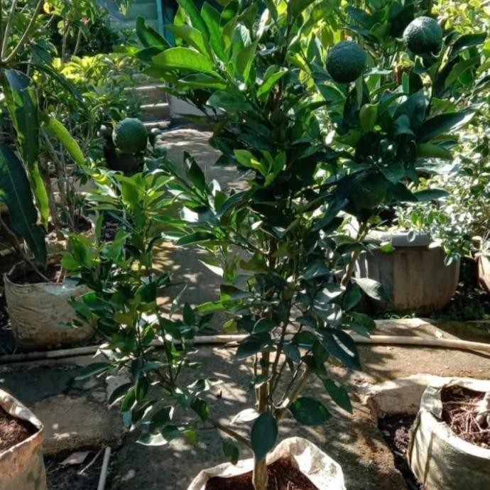 

tanaman buah jeruk dekopon berbuah MMU
