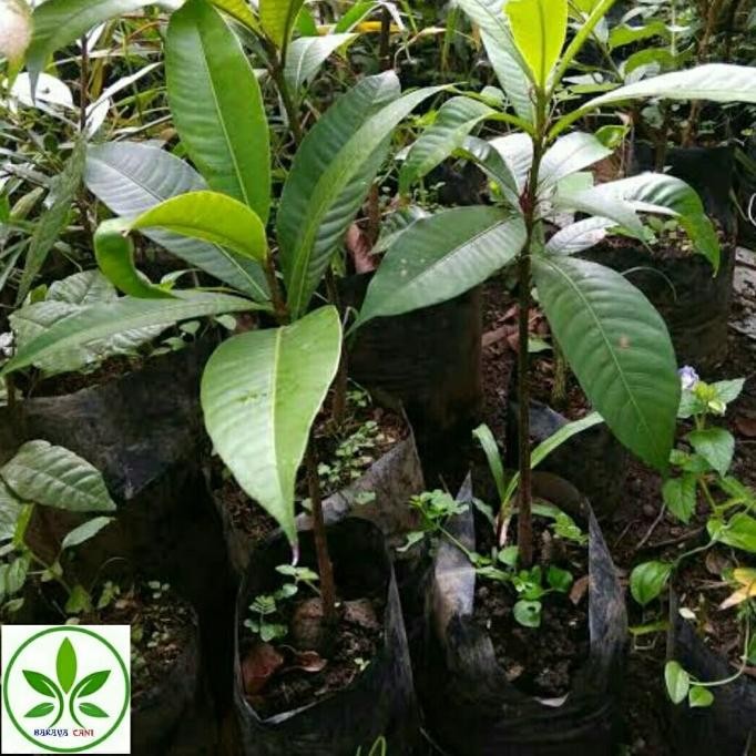 FRES Bibit Tanaman Buah Kemang/Pohon Buah Kemang VALID